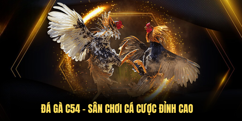 Đá Gà C54 – Sân Chơi Cá Cược Đỉnh Cao Dành Cho Người Đam Mê